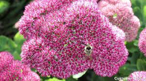Sedum spectabile &#39;Autumn Joy&#39; 2 gal