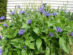 Centaurea montana 1 gal