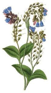 Symphytum 2 gal