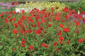 Geum &#39;Sangria&#39; 1 gal