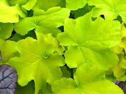 Heuchera &#39;Guacamole&#39; 8&quot;
