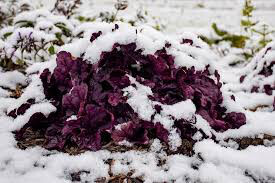 Heuchera &#39;Wildberry&#39; #1