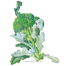 Broccoli Waltham 29 Organic Seed