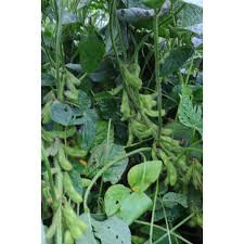 Edamame Edible Green Soy Organic Seed