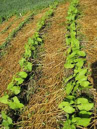 Bean Blue Lake Bush 274 Organic Seed
