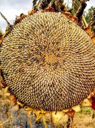Sunflower Mammoth Heritage Seed