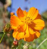 Cosmos Bright Lights Seed