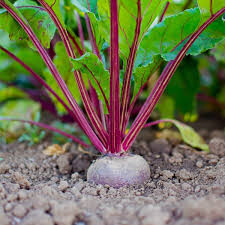 Beet Early Wonder Organic Seed