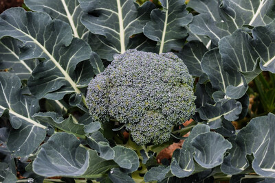 Broccoli Waltham 29 Organic Seed