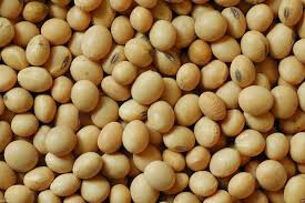 Edamame Edible Green Soy Organic Seed