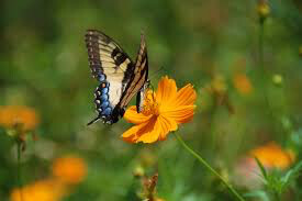 Cosmos Bright Lights Seed