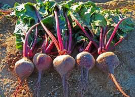 Beet Early Wonder Organic Seed
