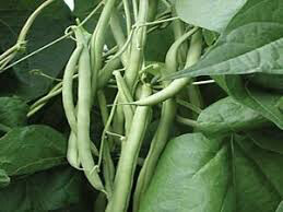 Bean Blue Lake Bush 274 Organic Seed