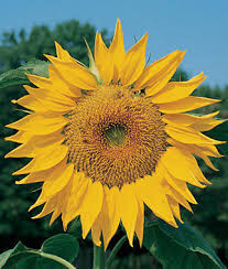 Sunflower Mammoth Heritage Seed