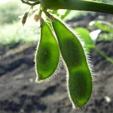 Edamame Edible Green Soy Organic Seed