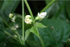 Bean Blue Lake Bush 274 Organic Seed