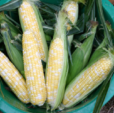 Corn Sweet Butter and Sugar Hybrid Seed