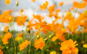 Cosmos Bright Lights Seed