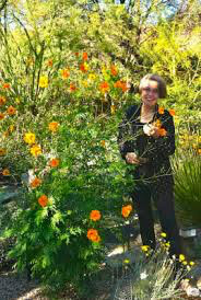 Cosmos Bright Lights Seed