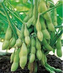 Edamame Edible Green Soy Organic Seed