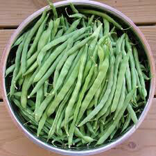 Bean Blue Lake Bush 274 Organic Seed