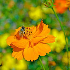 Cosmos Bright Lights Seed