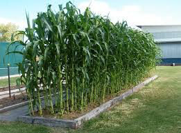 Corn Sweet Butter and Sugar Hybrid Seed