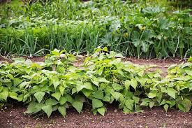 Bean Blue Lake Bush 274 Organic Seed
