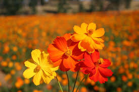 Cosmos Bright Lights Seed
