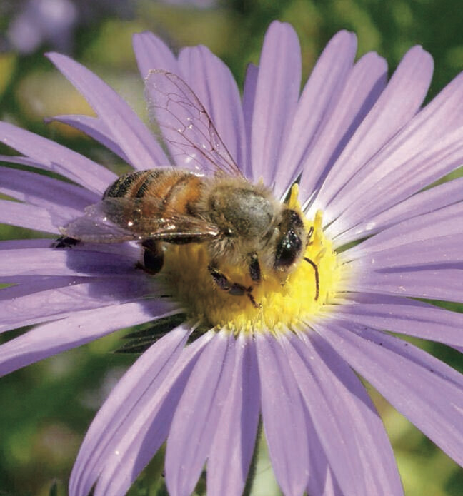 Bee My Friend Mixture Seed
