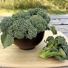 Broccoli Waltham 29 Organic Seed