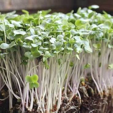 Broccoli Waltham 29 Organic Seed