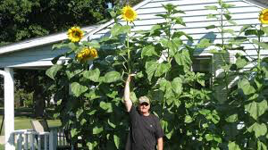 Sunflower Mammoth Heritage Seed