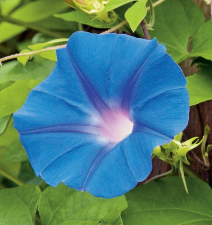 Morning Glory Heavenly Blue Seed