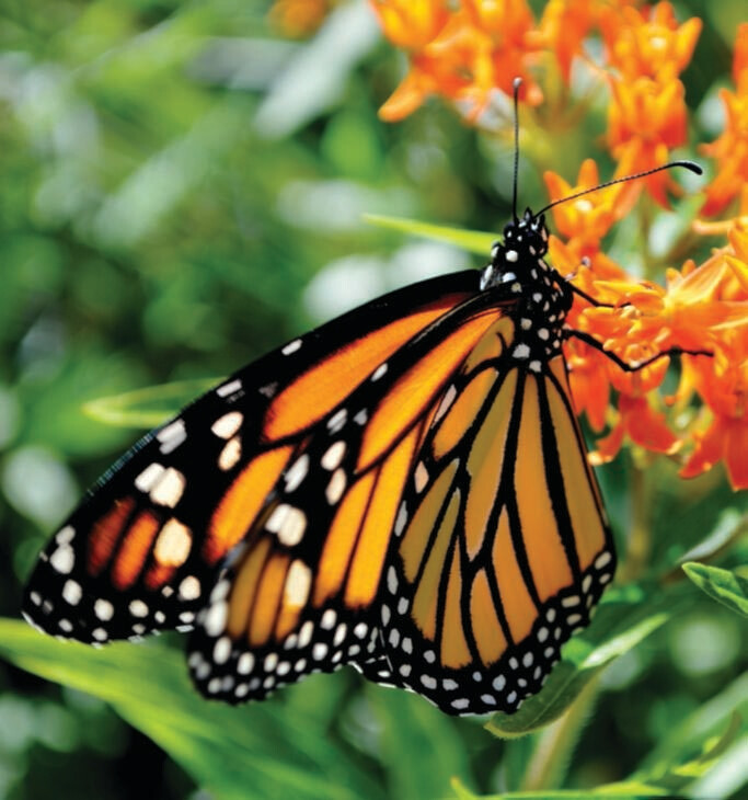 Please Don&#39;t Flutter By Mixture Seed