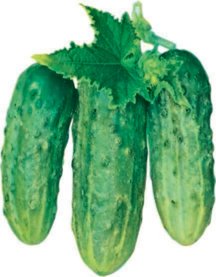 Cucumber Boston Pickling Heritage Seed