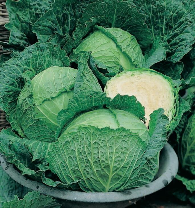 Cabbage Savoy Perfection Seed