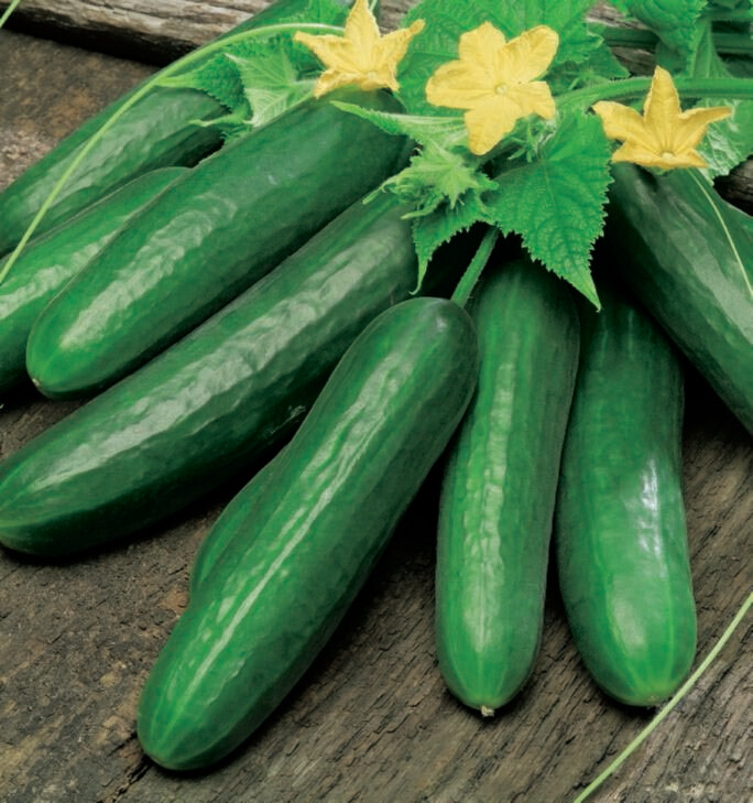 Cucumber Early Spring Burpless Organic Seed
