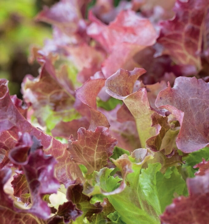 Lettuce Red Salad Bowl Seed