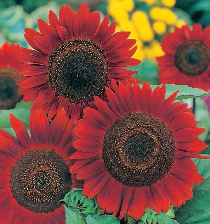 Sunflower Red Sun Seed