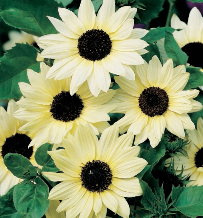 Sunflower Italian White Seed
