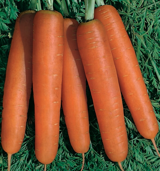 Carrot Scarlet Nantes Coreless Seed