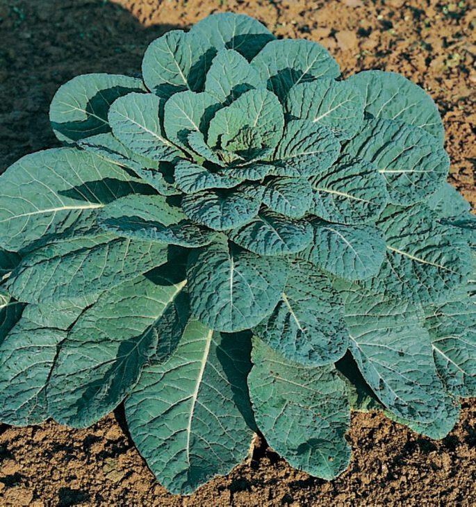 Collards Georgia Green Seed