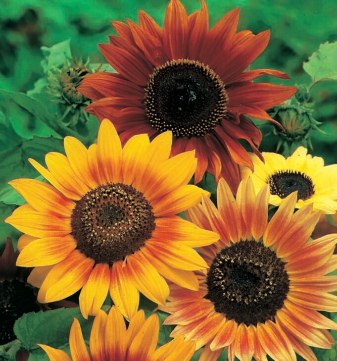Sunflower Hart&#39;s Special Mix Seed