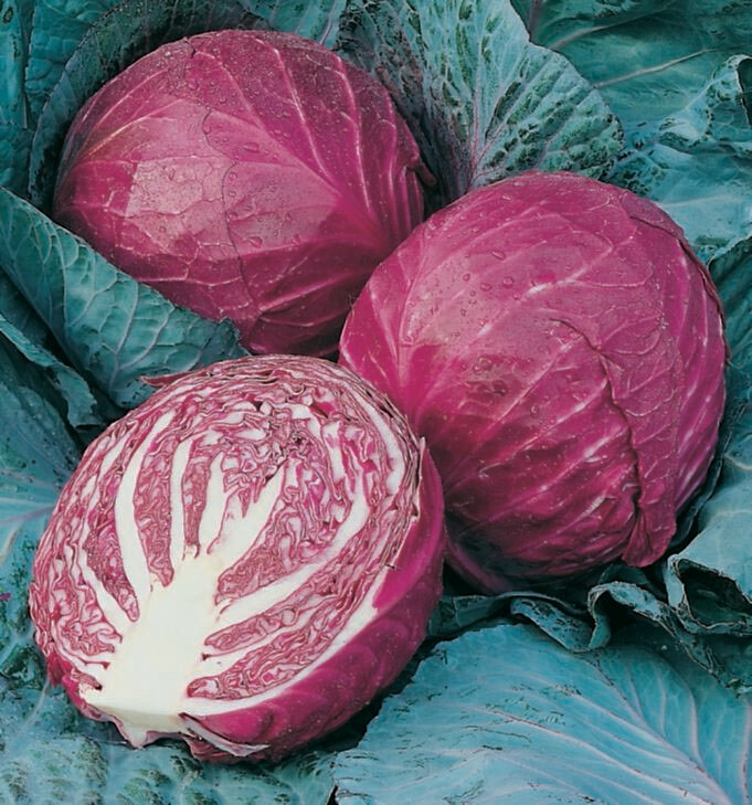 Cabbage Red Acre Seed