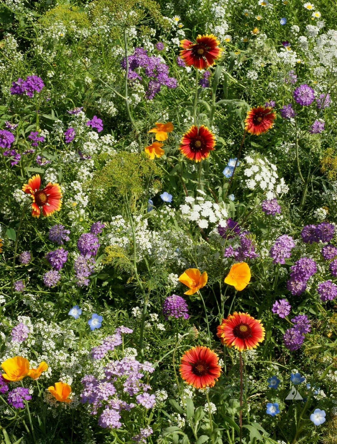 Beneficial Bug Mixture Seed