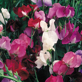 Sweet Peas Old Spice Heritage Mix Seed