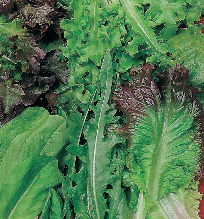 Lettuce Hart&#39;s Special Mix Seed