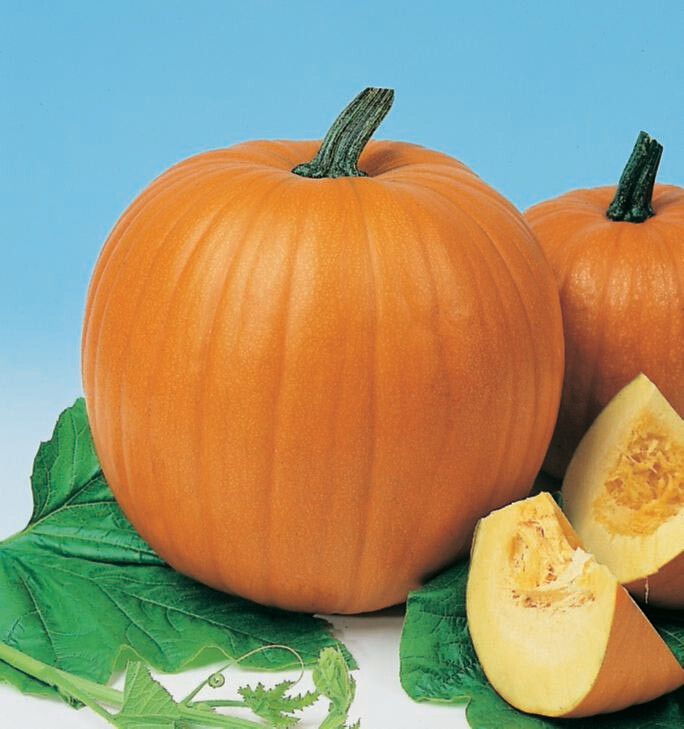 Pumpkin Howden Organic Seed