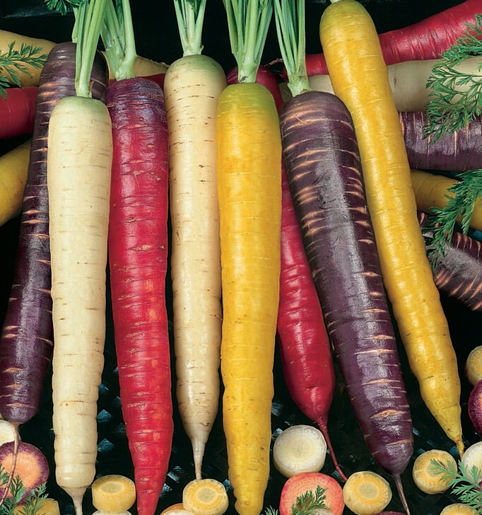 Carrot Rainbow Organic Mixed Seed